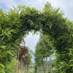 Bambus (Phyllostachys bissetii) - výška 250 cm, kont. 2xC60L – BRÁNA (-26°C)